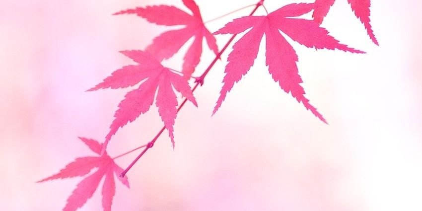 tamara viudez morill banner