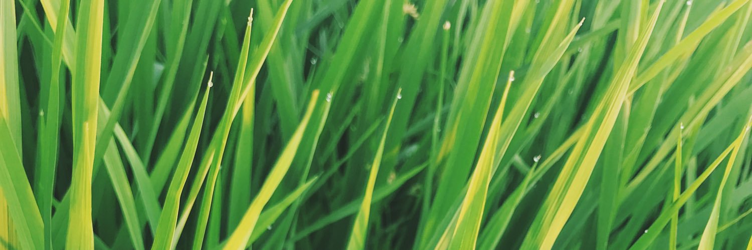PualaNesha's profile banner image