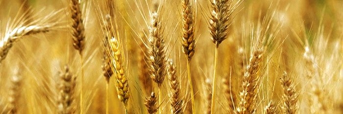 طاهر الشكيلي banner