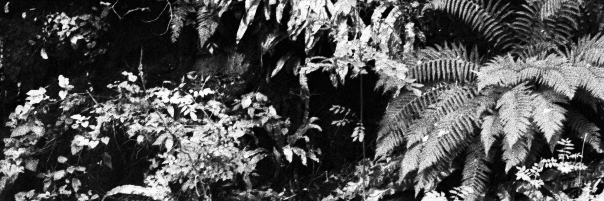 frenk1196's profile banner image