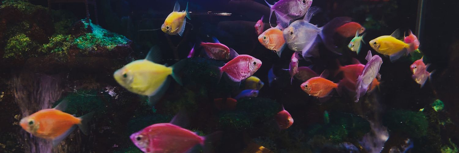 carstaair's profile banner image