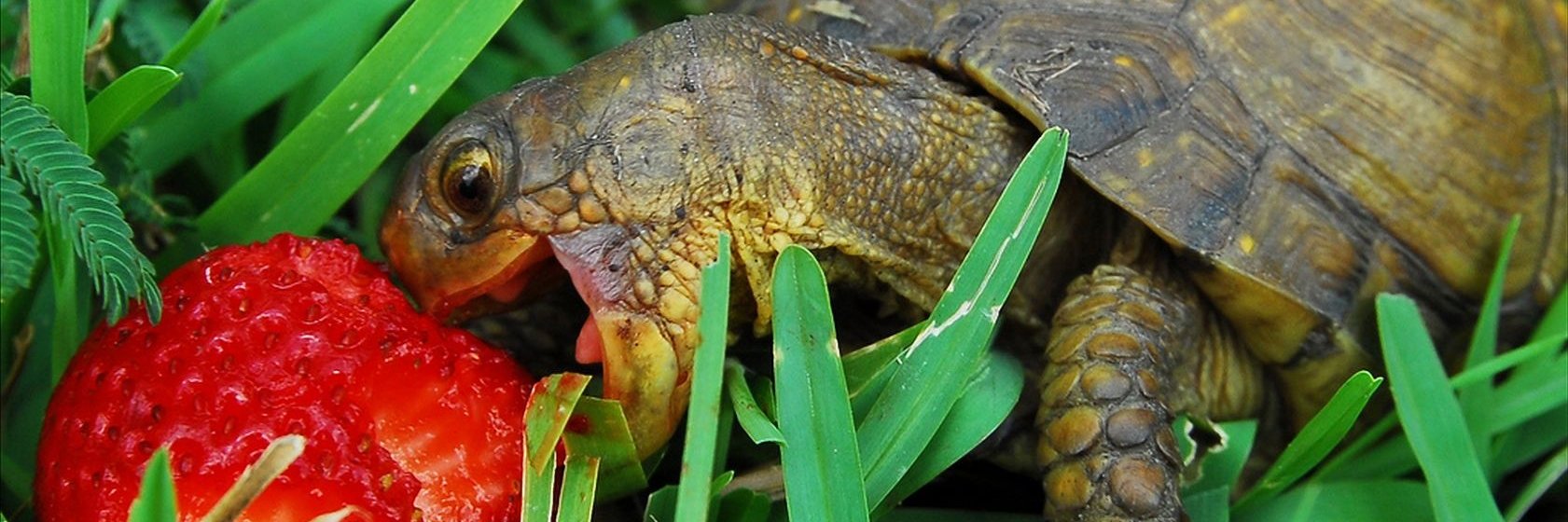 SirDemian80's profile banner image