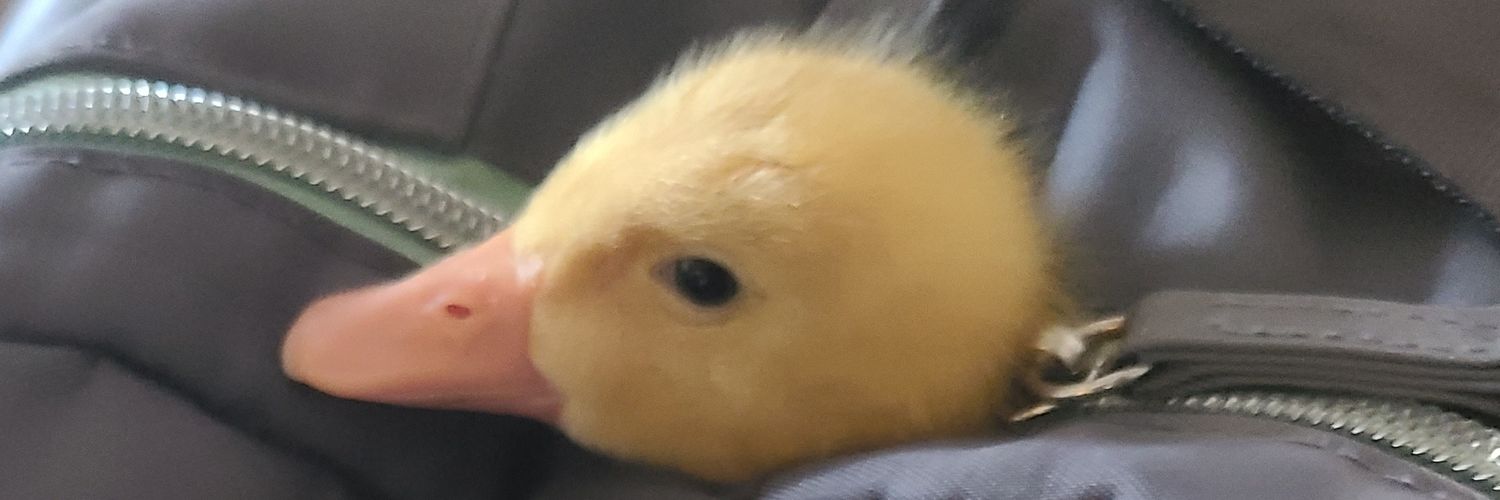 chefwaledapo's profile banner image