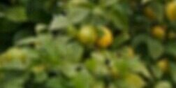_____lemon_____'s profile banner image