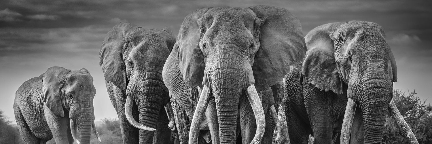 mtuhuru's profile banner image