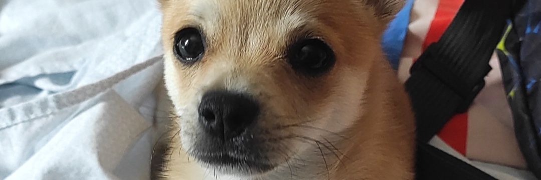 pedro_ar20's profile banner image