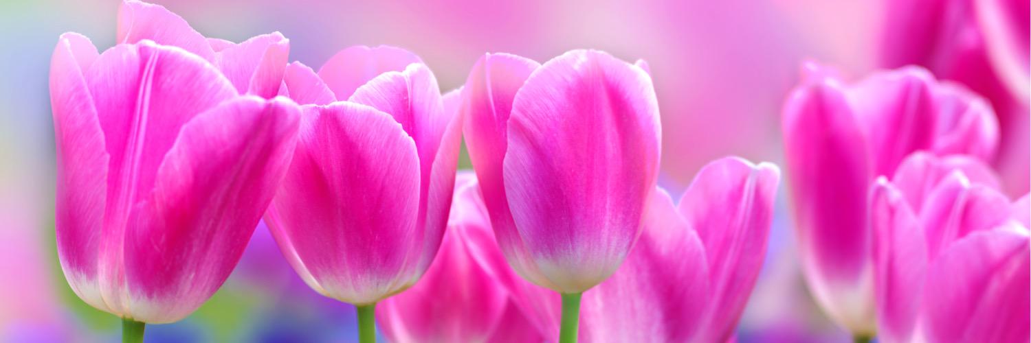 liena1987's profile banner image