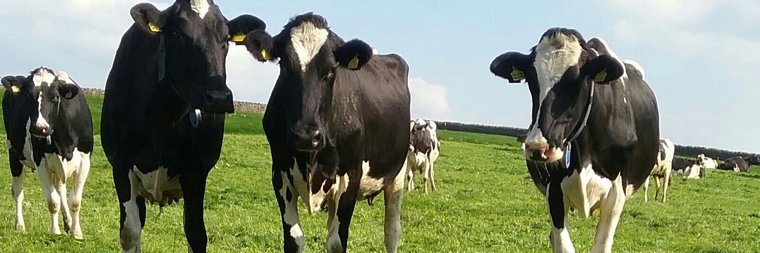 Stephensons Dairy banner