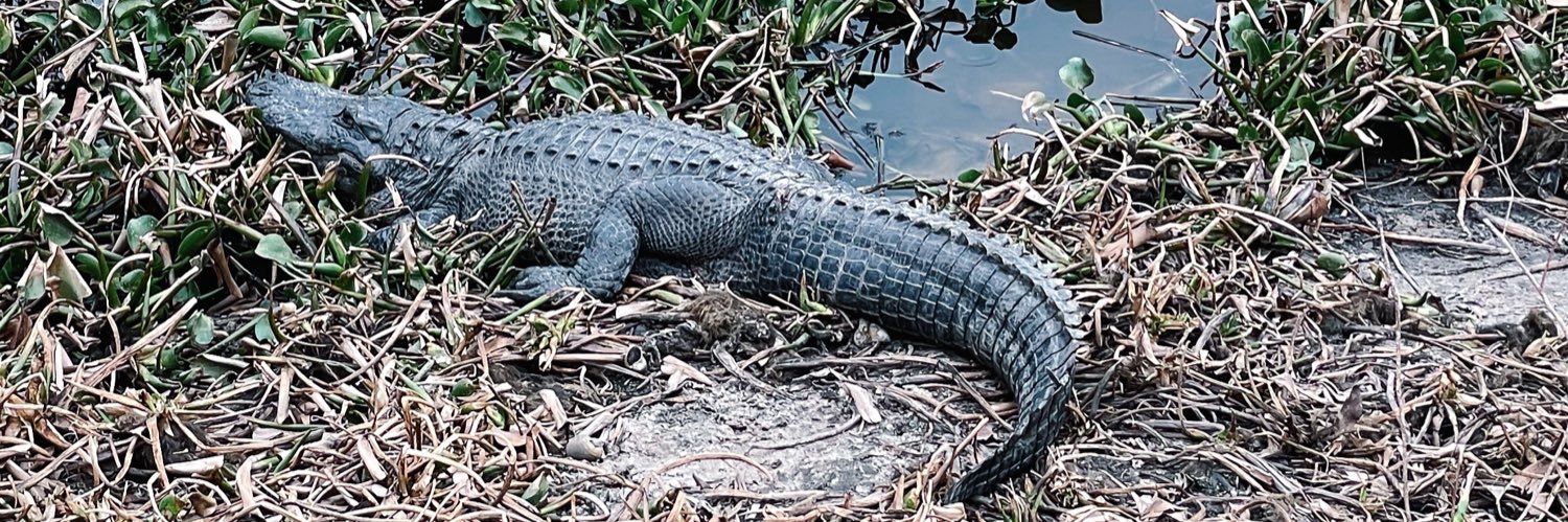 FloridaEMJen's profile banner image
