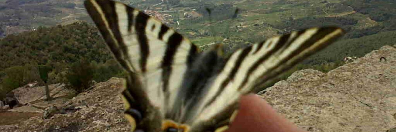 pepcarbonell's profile banner image