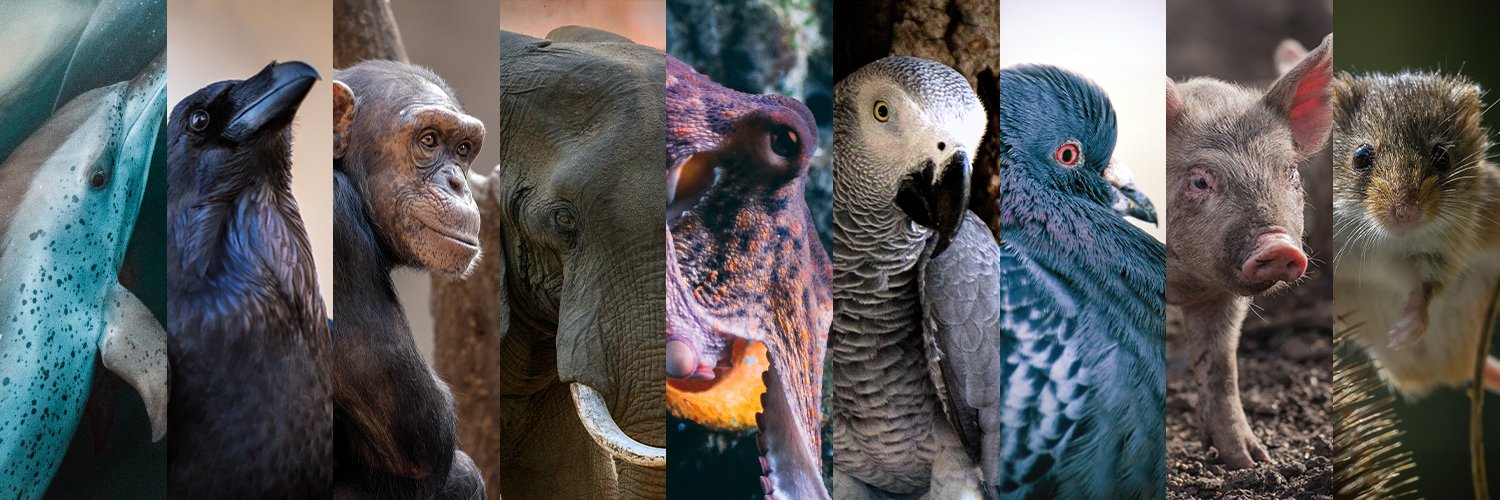 TreeshakeLife banner