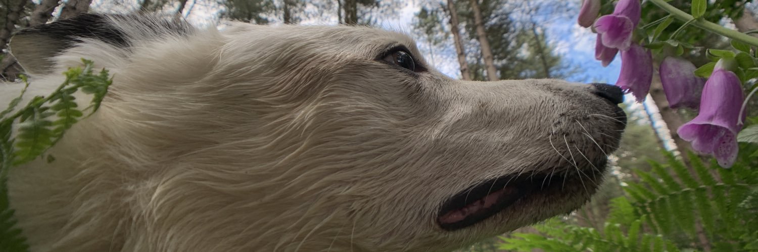 IantoMajor's profile banner image