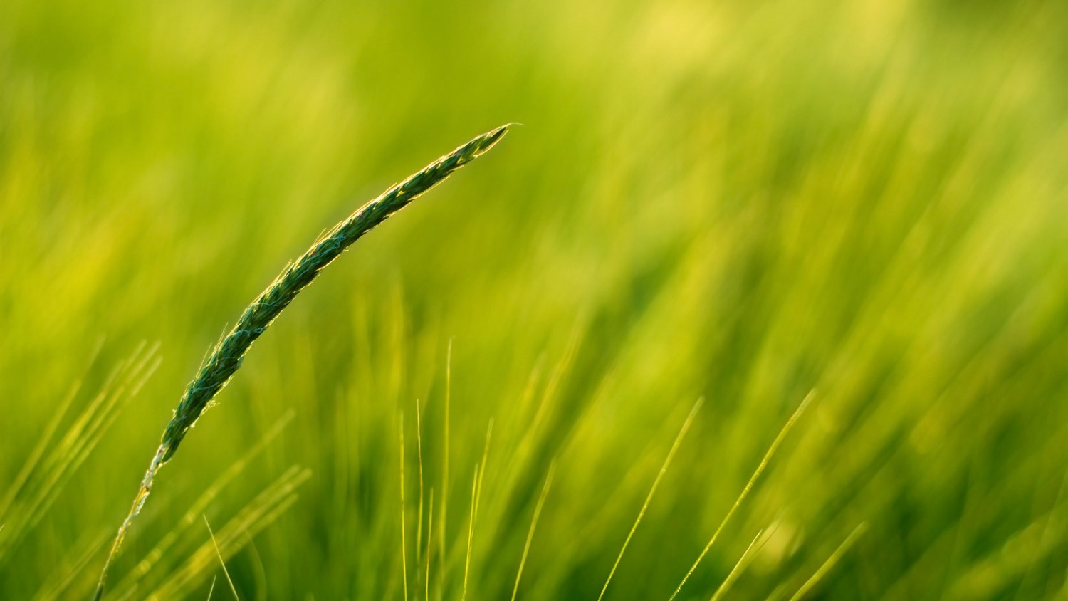 Green_NFT7's profile banner image