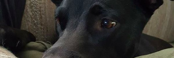 MarieRozalia Profile Banner