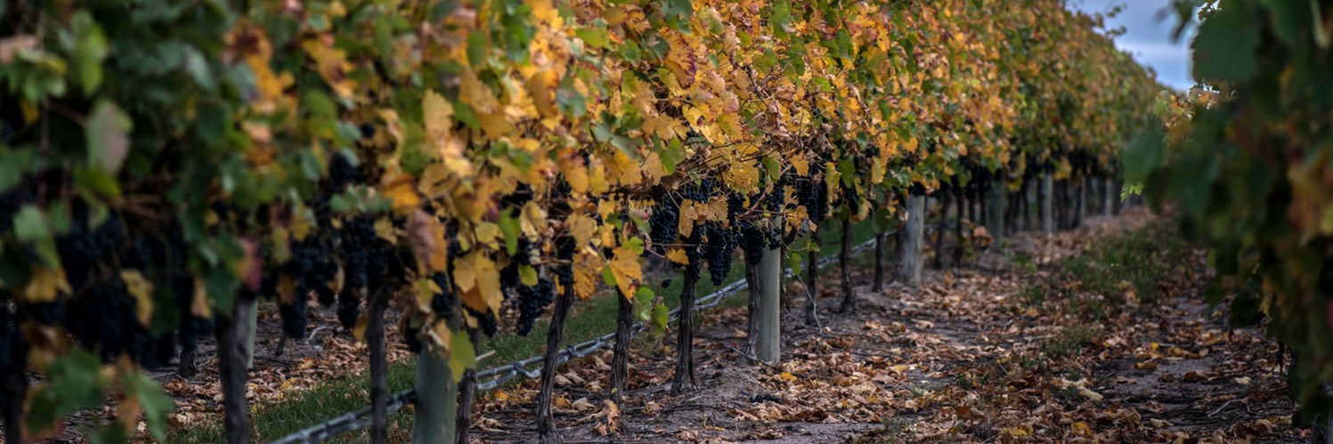vinosbarroco's profile banner image