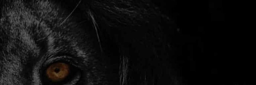 bjxanda's profile banner image