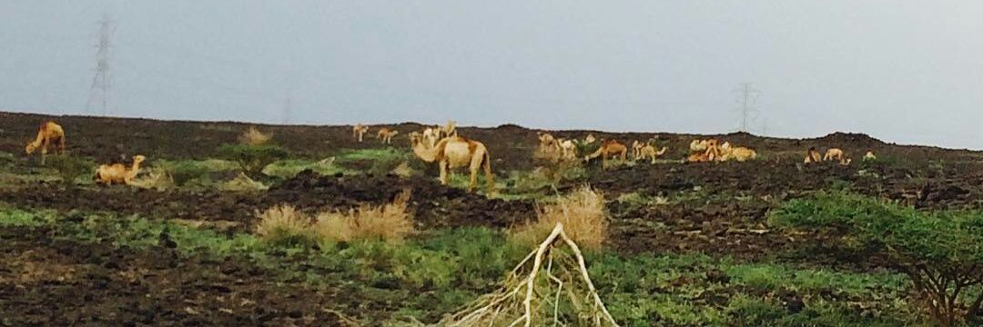 أبو عماد المعبًدي banner