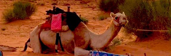 HAMADDWS's profile banner image