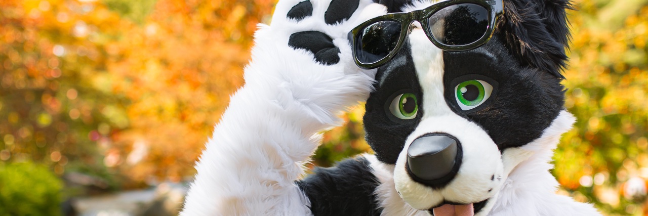 Dice Border Collie 💙💛 (@Dice_the_Collie) / Posts / X