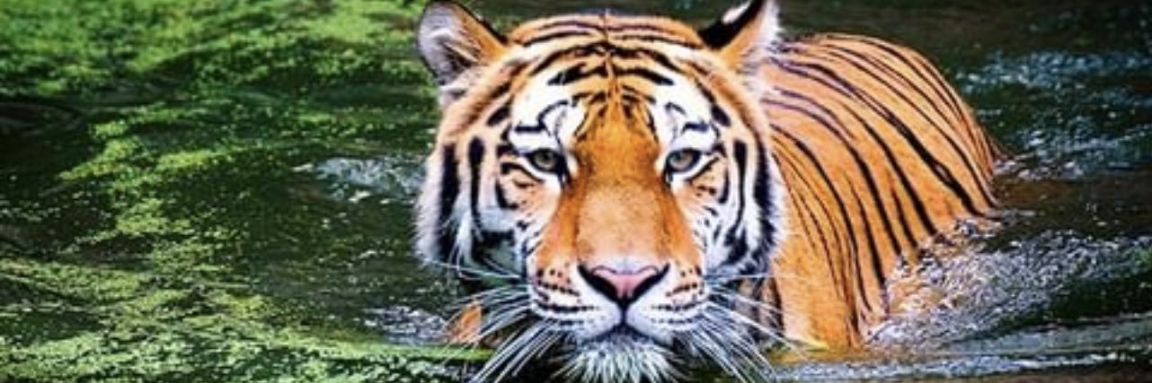CoachMoWallace's profile banner image