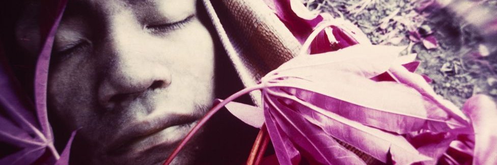phytoversity's profile banner image