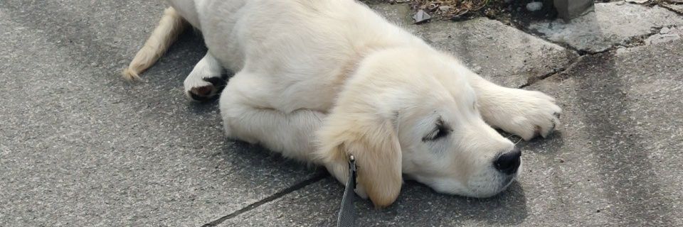 Jessie_Lld's profile banner image