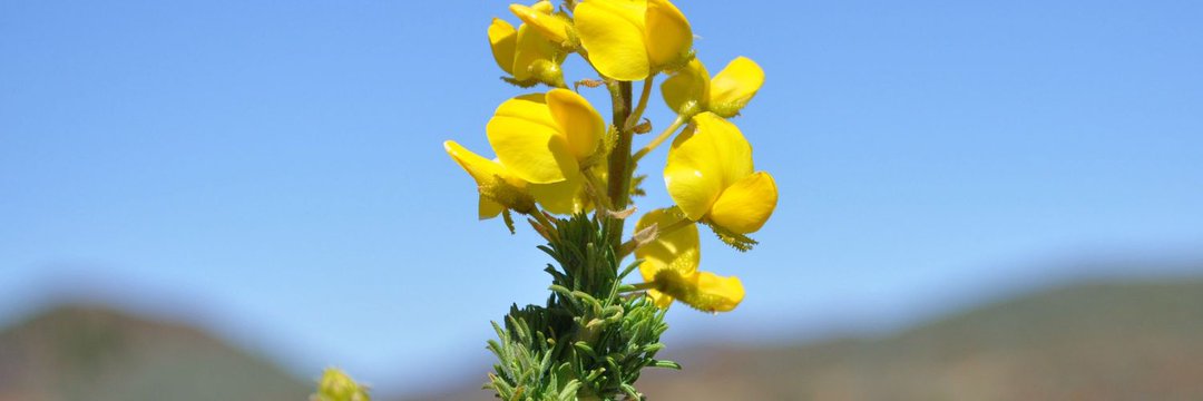 Alonso Hilario banner