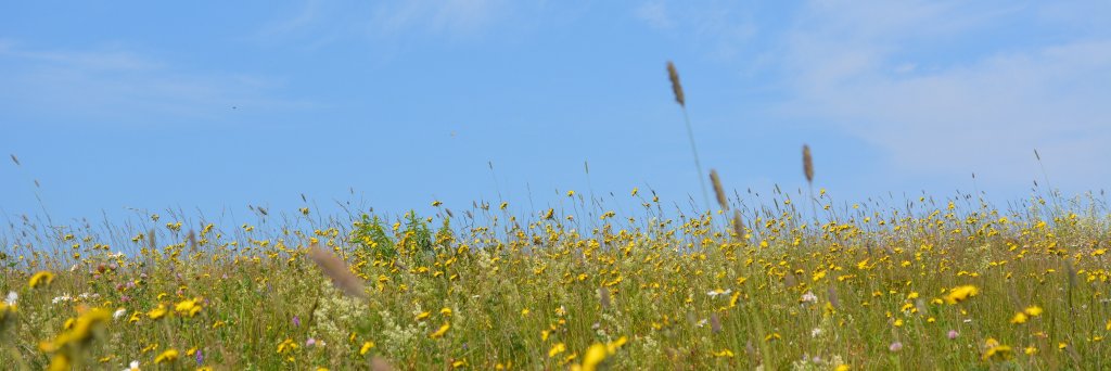 EmmanuelRondia's profile banner image