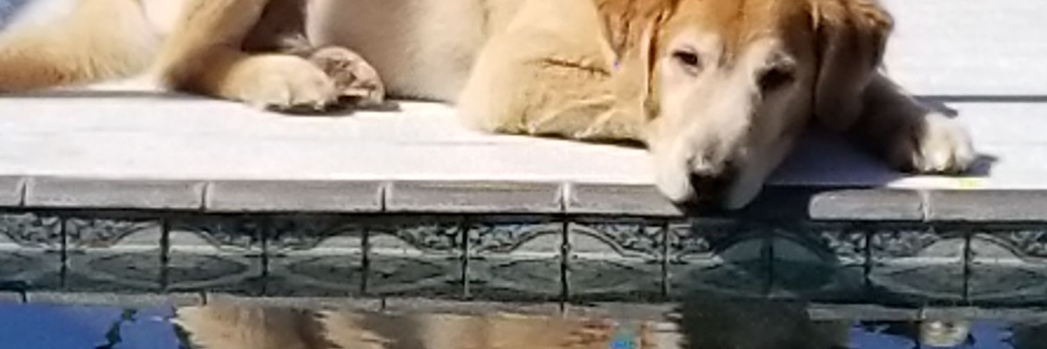 Kelly 🇺🇸💙🏳️‍🌈🧡🇺🇦 banner