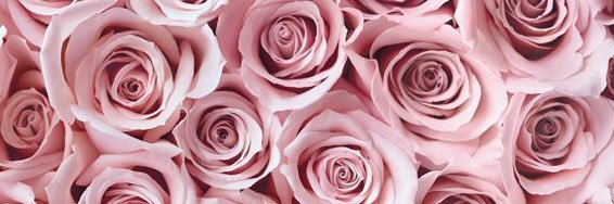 Amycox1996's profile banner image