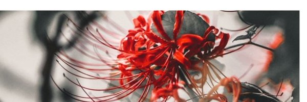 sensu_lato_ Profile Banner
