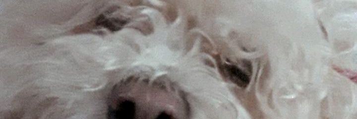 DachiiMoreno's profile banner image