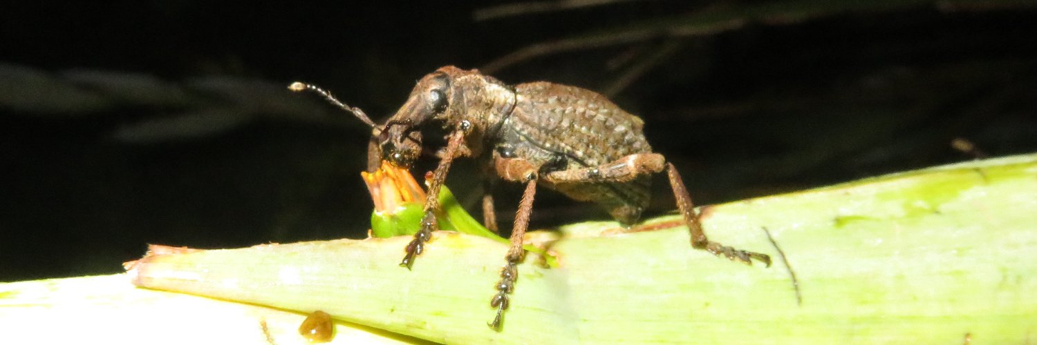 William Brockelsby banner