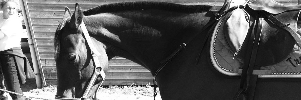 estel_hsst's profile banner image