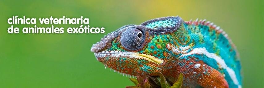 Selvatica_es's profile banner image