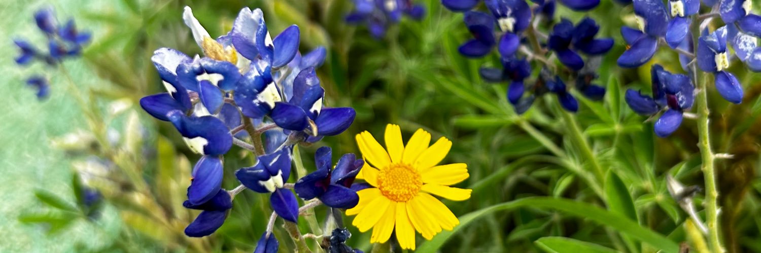 MWalnofer's profile banner image