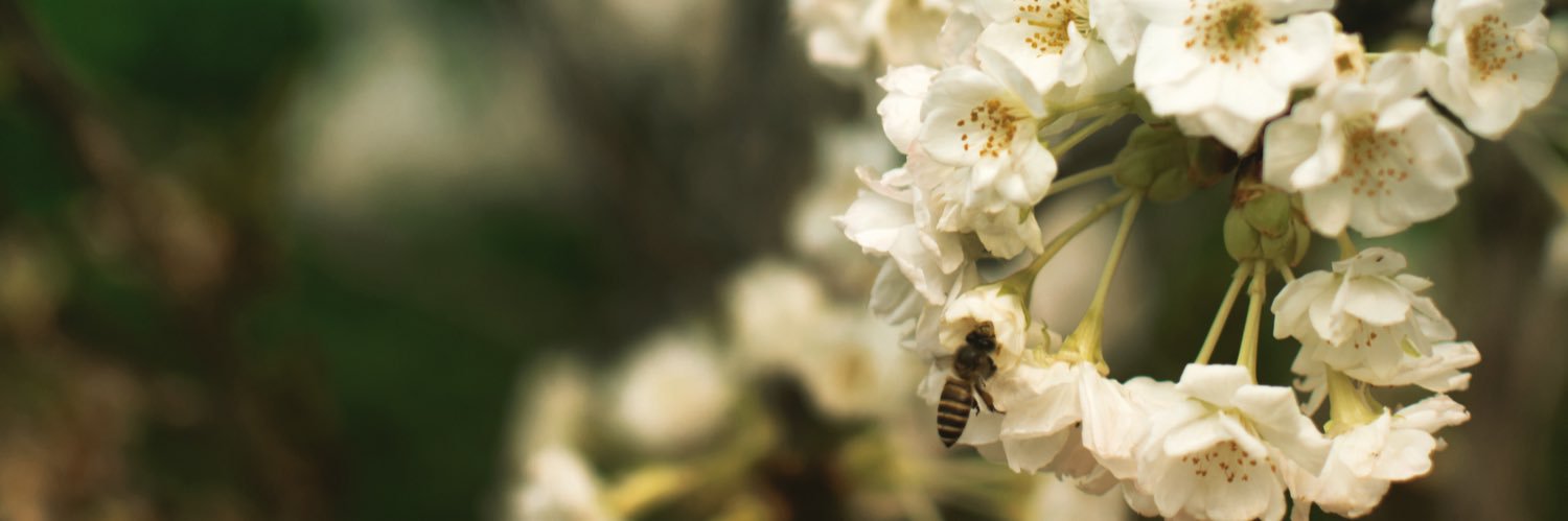 steppevert.eth (💙,🧡)🛸 banner