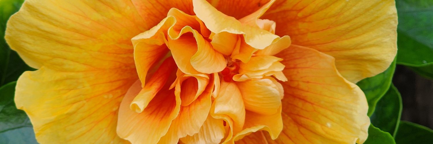 Cherri 🇺🇸 banner