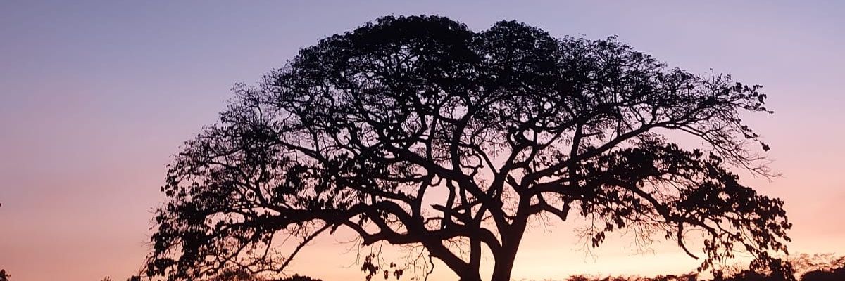 MaryJSJ's profile banner image