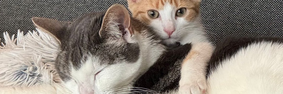 pmorgado28's profile banner image