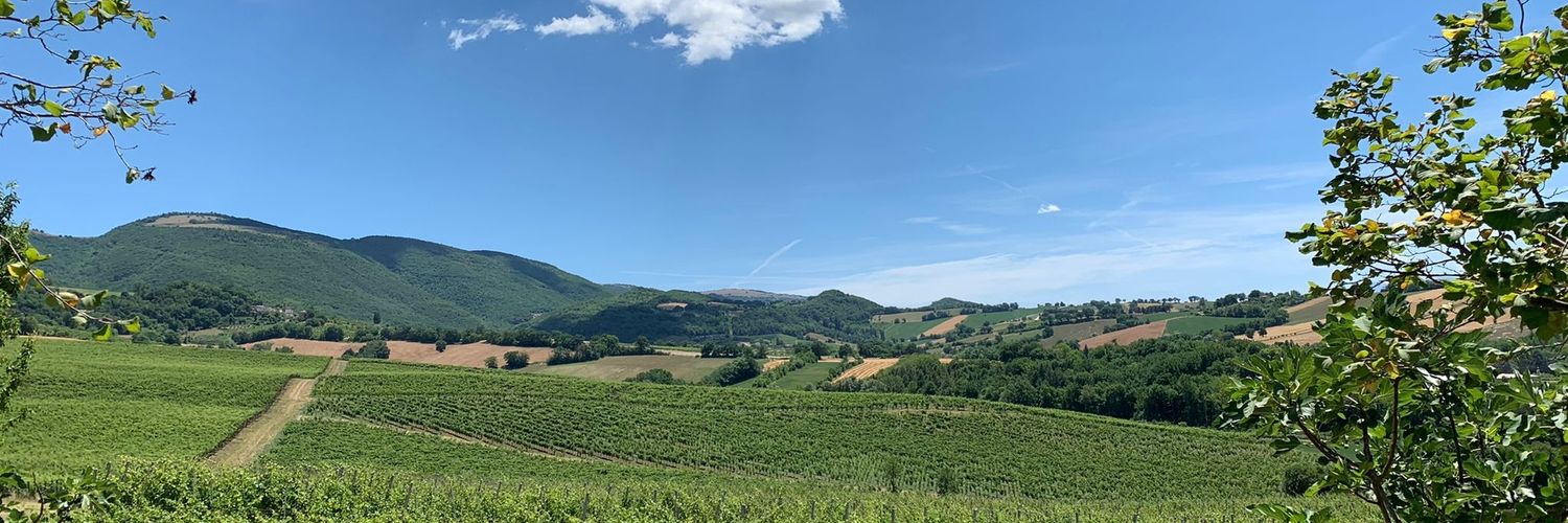 mircocarloni's profile banner image