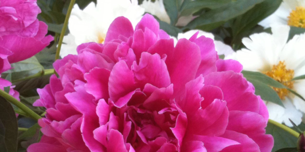 Donna Novack banner