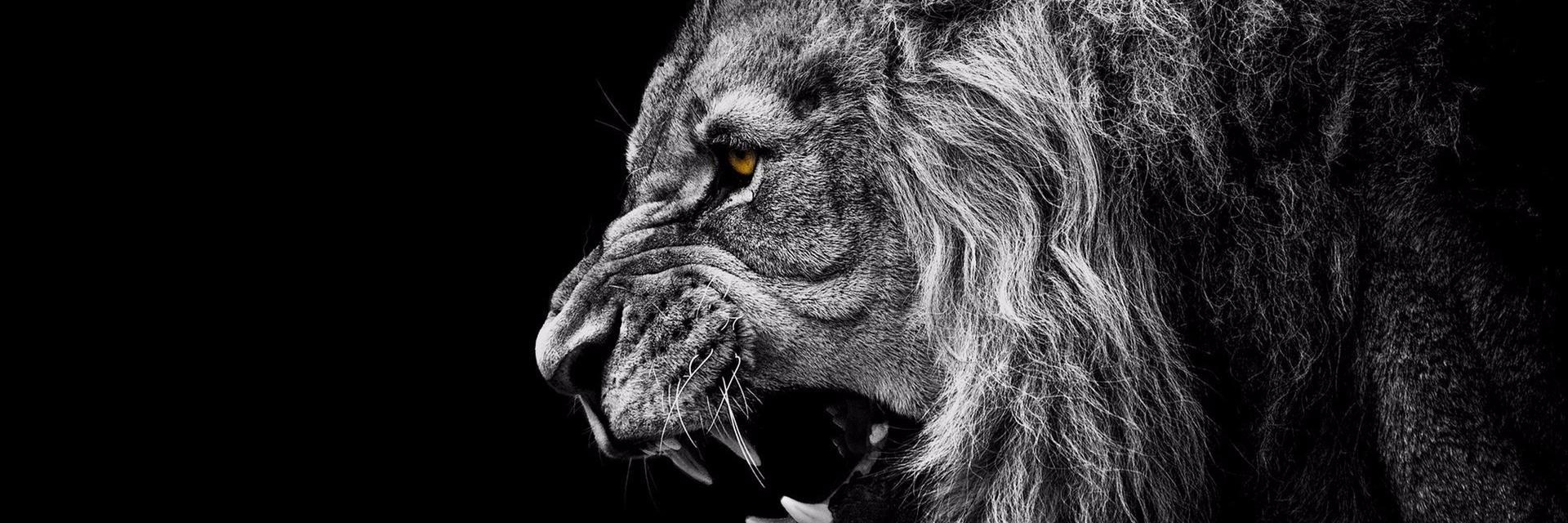DanFratu's profile banner image