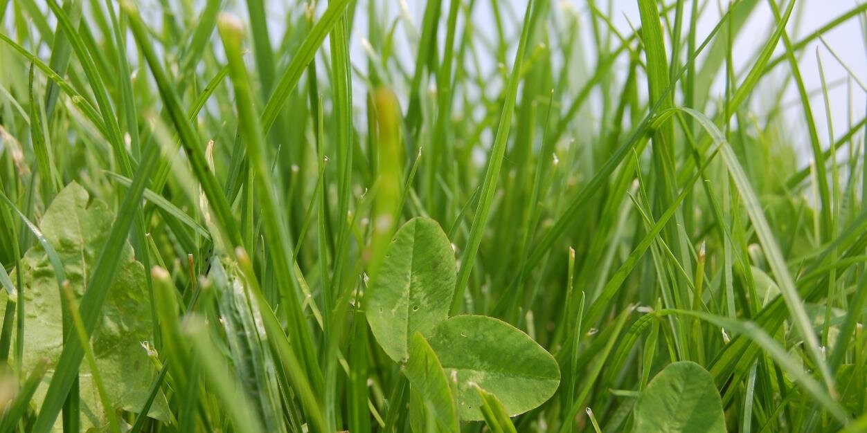 morefromforage's profile banner image