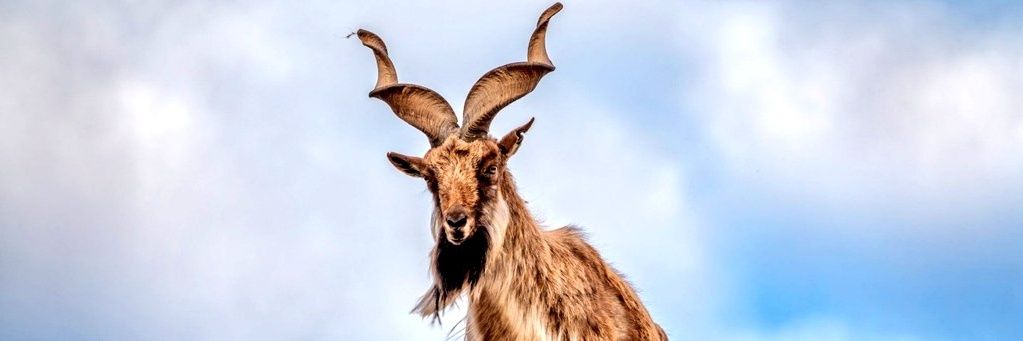 Khawaja Bilal banner