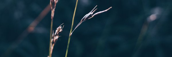 dewtone Profile Banner