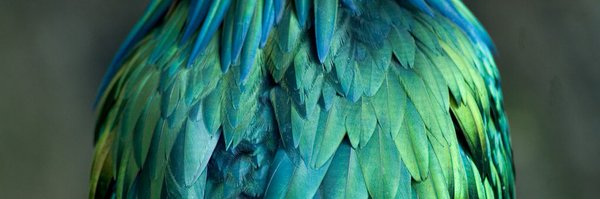 rosapera Profile Banner
