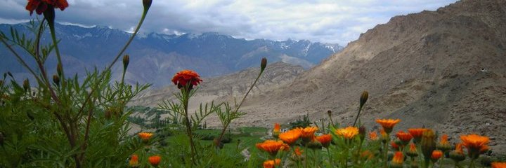 radhikaz's profile banner image