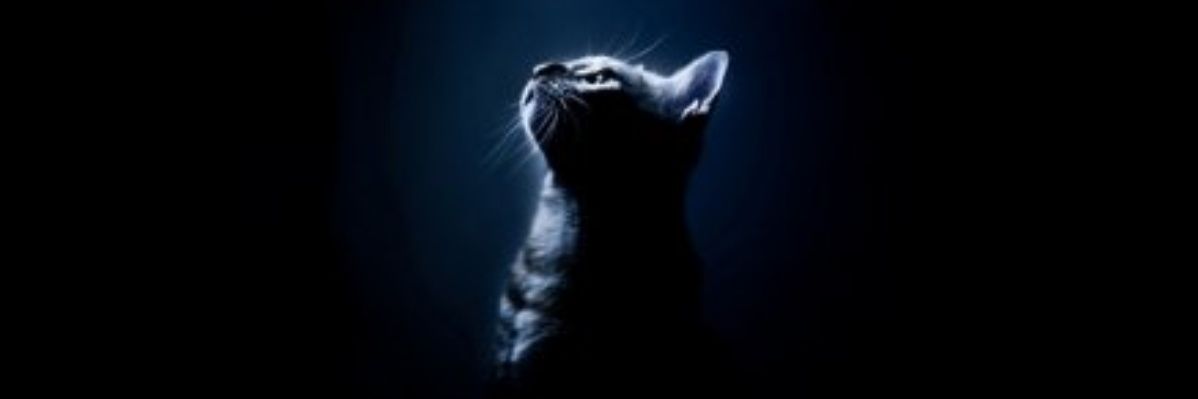 didemkndmr's profile banner image