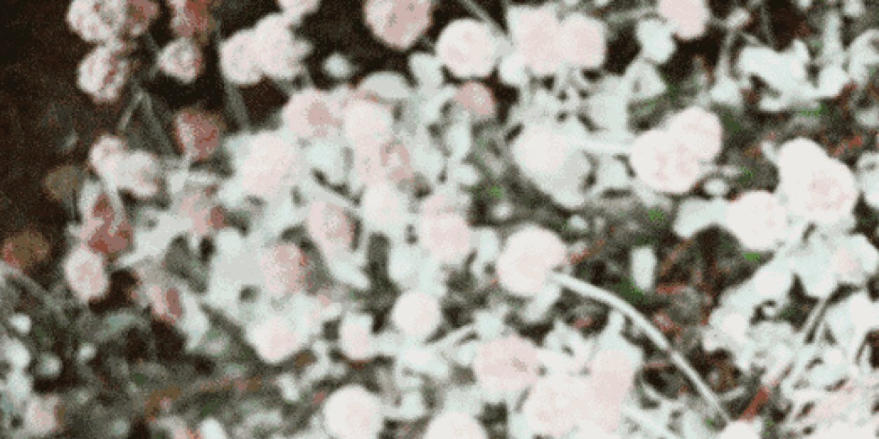 acaciacrocgdr's profile banner image